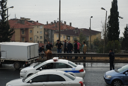 Kaçan dana, TEM'de trafiği birbirine kattı