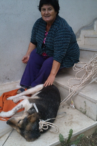 Kemoterapi tedavisi gören sokak köpeği iyileşti