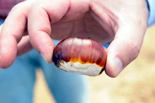 Kestane, köylünün yüzünü güldürdü