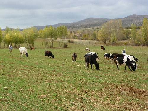 Kırıkkale'de brusella hastalığı şüphesi