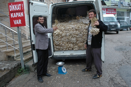 Kış yaklaştı, Taşköprü sarımsağına ilgi arttı