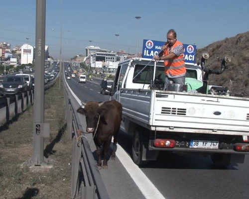 Kızgın boğa 13 saat sonra yakalandı