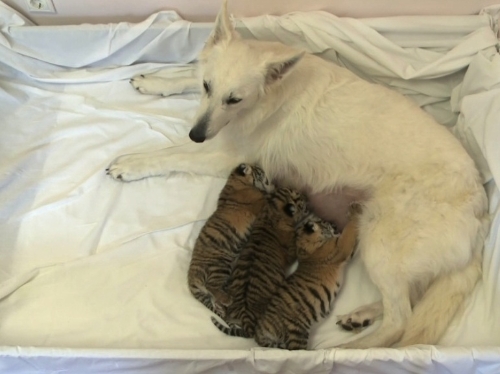Köpek Talli, üç kaplan yavrusuna annelik yapıyor