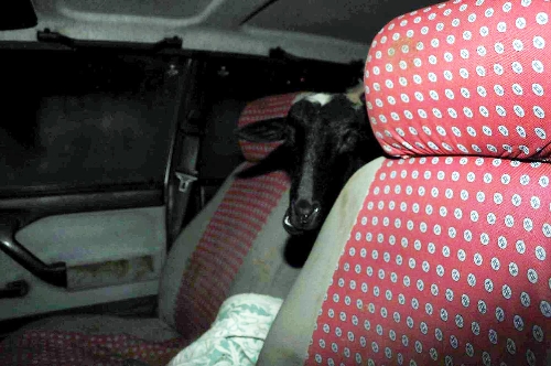 Koyunlar, taksiyle çalınırken hırsızlar yakalandı