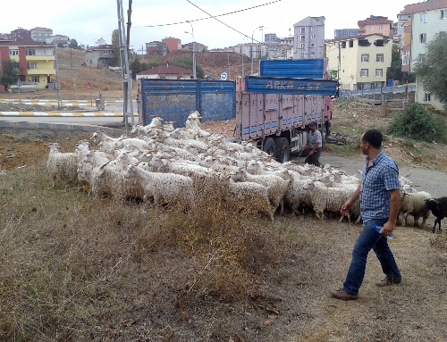 Küçükbaş hayvan hırsızlarına jandarma engeli: 6 gözaltı