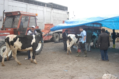 Kulu'da 156 gebe düve dağıtıldı