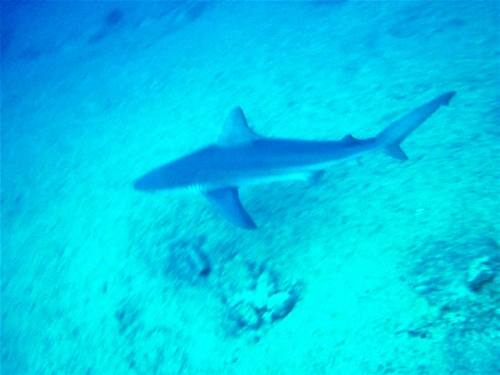 Kum köpekbalıkları yakın takipte