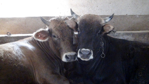 Kurbanlık alırken sağlık raporu ve menşe şahadetnamesine dikkat