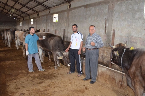 Kurbanlık hayvanların şap ve şarbon aşılarını kontrol ettirin