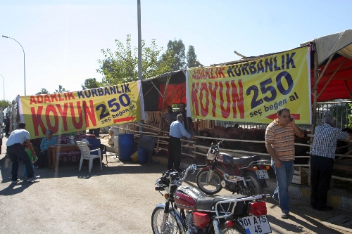 Kurbanlık satıcısı pankart açtı: Seç beğen al 250 lira