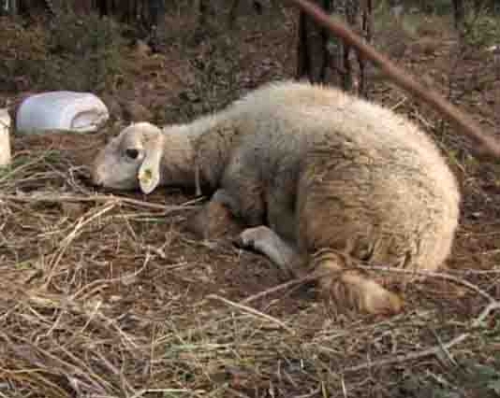Marmaris'te küçükbaşlarda hastalık: Karantina bölgesi genişleyebilir