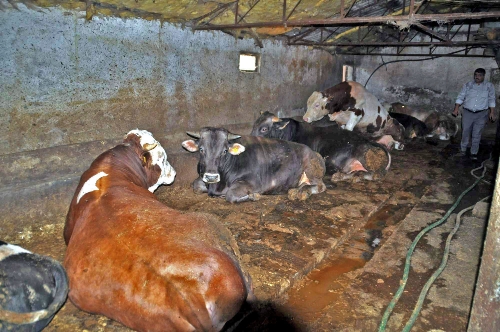 Müftü Korkmaz: Kurban olacak hayvanın kusurunun bulunmaması gerekir