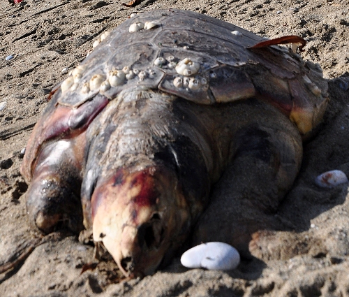 Nesli yok olmaya yüz tutan 'Caretta Caretta' ölüsü sahile vurdu