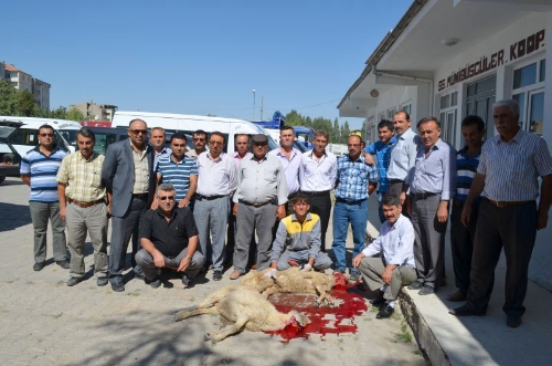 Öğrenci servis şoförleri, kazasız bir yıl için kurban kesti