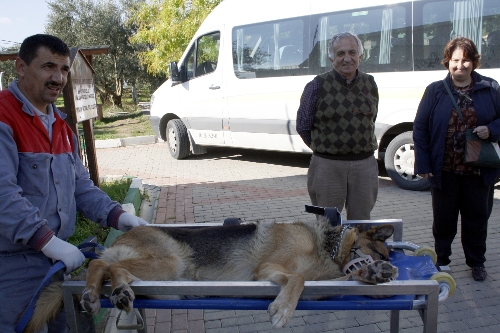 Ortakulak iltihabı olan köpek, Bursa'da tedavi edildi