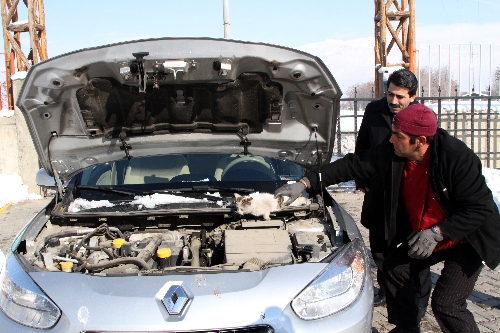 Otomobilin motor kısmına giren kediyi belediye personeli kurtardı