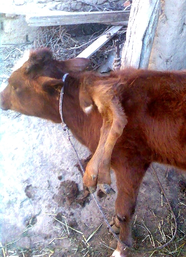 Özbekistan'da altı ayaklı buzağı ilgi odağı oluyor