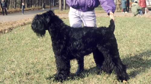 Rusya kedi-köpek diplomasisini sevdi; Putin'den Chavez'e hediye köpek