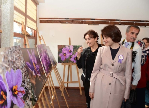 Safran hasadı başladı