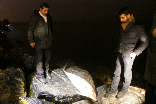 Sahilde bir ölü yunus daha bulundu