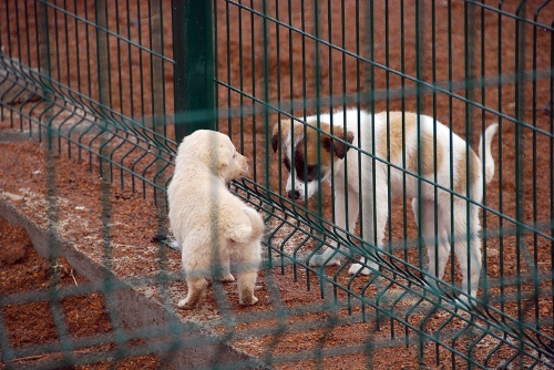 Sakarya'da 5 bin sokak hayvanı aşılandı
