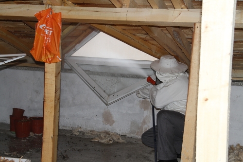 Samsun'da eşek arıları mahalleliye korku dolu anlar yaşattı