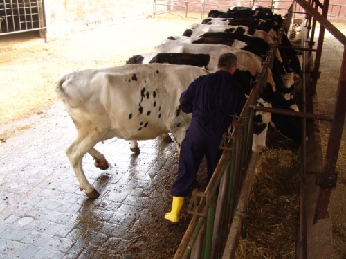 Şap hastalığına karşı 19 ilde aşılama başlatıldı