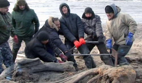 Sibirya'da bazı organları bozulmamış 30 bin yıllık mamut iskeleti bulundu