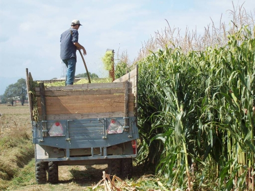 Silajlık mısır üreticinin yüzünü güldürüyor