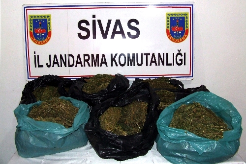Sivas'ta esrar operasyonu