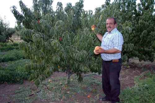 Suşehri'nde kurduğu hobi bahçesinde organik üretim yapıyor