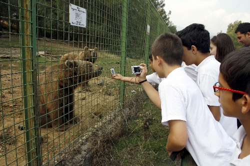Tedavi edilen şahinler 'Hayvanları Koruma Günü'nde özgür bırakıldı