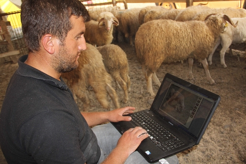 'Teknoçoban' kurbanlıklarını internetten satıyor