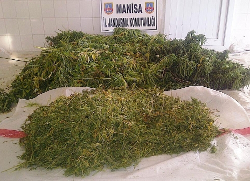 Üzüm bağında 50 kg. kubar esrar ele geçirildi