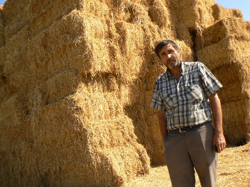 Yakılarak imha edilen çeltik sapları ekonomiye kazandırıldı