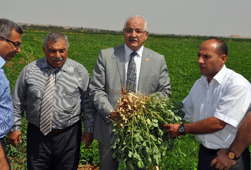 Yer fıstığı üretiminde Gaziantep, Osmaniye'nin tahtına göz dikti