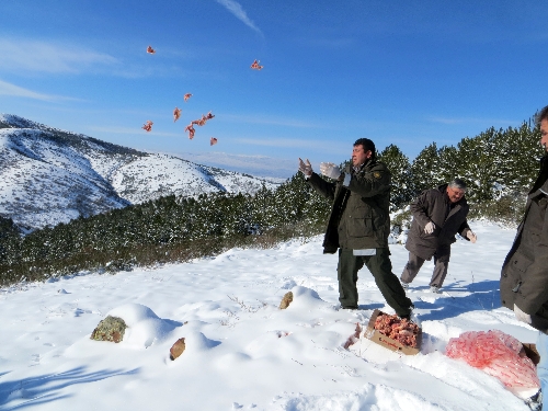 Yiyecek bulmada sıkıntı çeken yaban hayvanları için yemleme yapıldı
