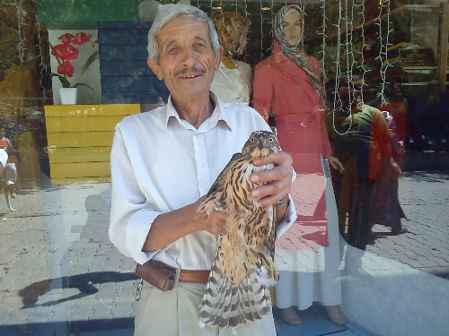 Yolunu şaşıran atmaca, mağazaya girdi