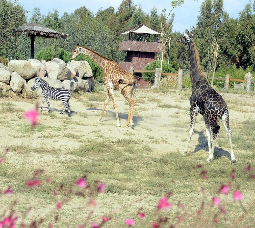 Zürafa Efe'nin 21 yıllık yalnızlığı bitti