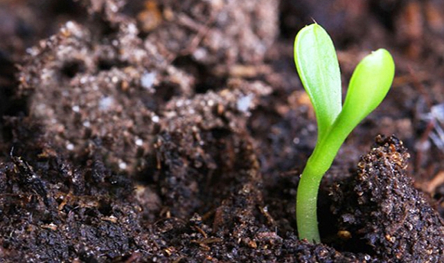 Balçıktan Beşeriyete, Habil'den Kabil'e: Hz. Adem'in Yaratılış Hikmeti ve İnsanlık İmtihanı